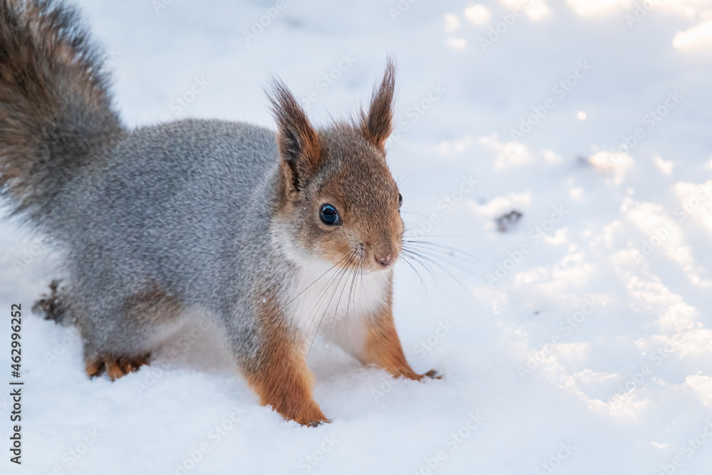 The squirrel in winter sits on white snow.