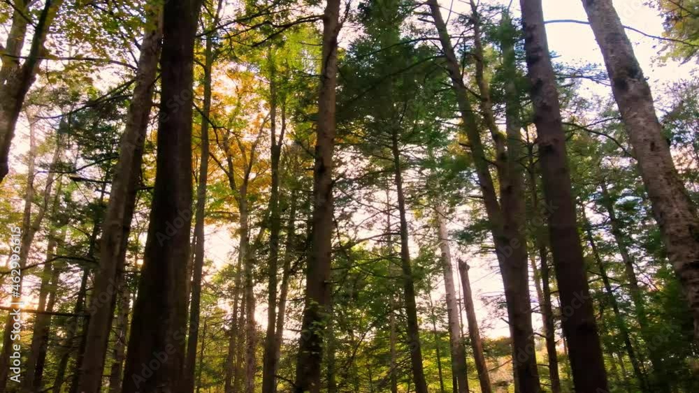 Beautiful smooth autumnal forest video in the Appalachian mountains with tall trees and golden light on a beautiful day. In the Catskill mountain sub-range in new york's hudson valley. 