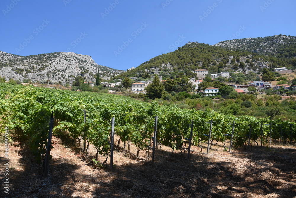Vineyard on island Brač in Croatia, Adriatic sea - land of great black wine called Plavac and white wine called Stina, mountain Vidova Gora behind, highest mountain of Croatian islands