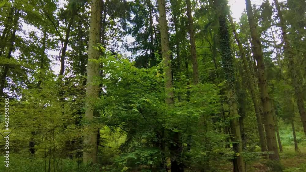 driving along beside a forest on a sunny day in summer driving along beside a forest on a sunny day in summer