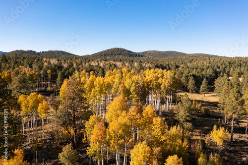Aspen forest among pine trees in Flagstaff