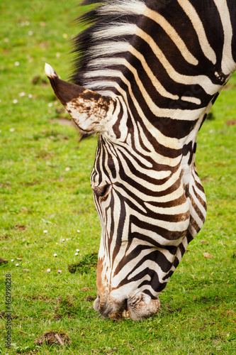 Close-up of a grazing zebra s head.