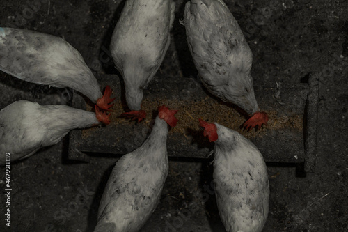 White chickens eat food from their feeder. top view photo