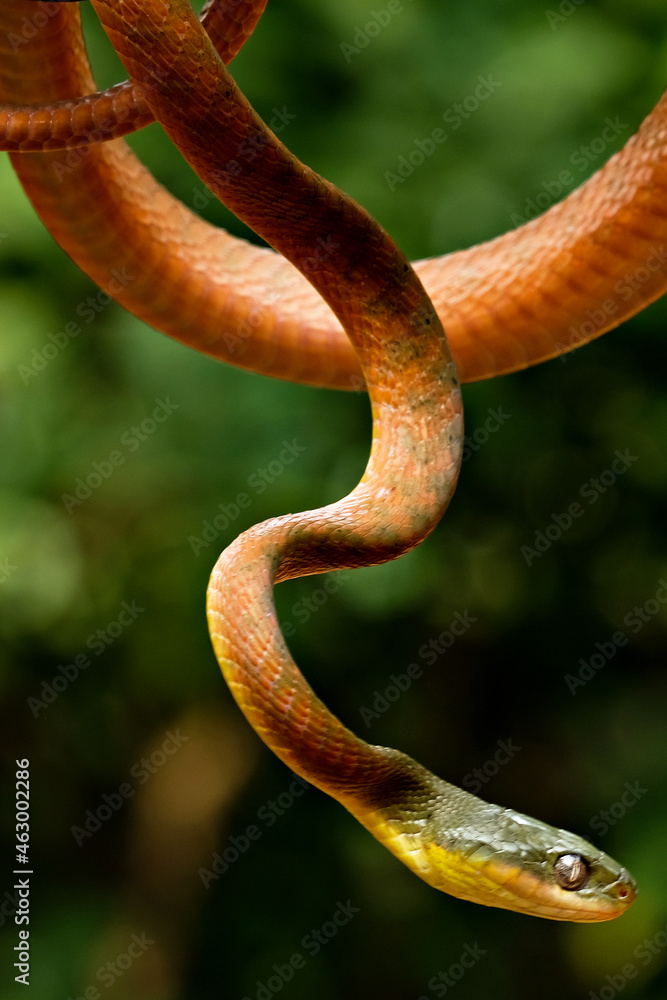A poisonous snake is perched on a tree branch A poisonous snake is perched on a tree branch