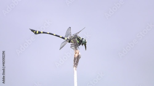 The Common Flangetail dragonfly eating is commonly seen in Thailand and Asia photo