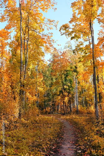 Fototapeta Naklejka Na Ścianę i Meble -  autumn forest with golden trees, natural sunny background. beautiful harmony autumn landscape. fall season concept.