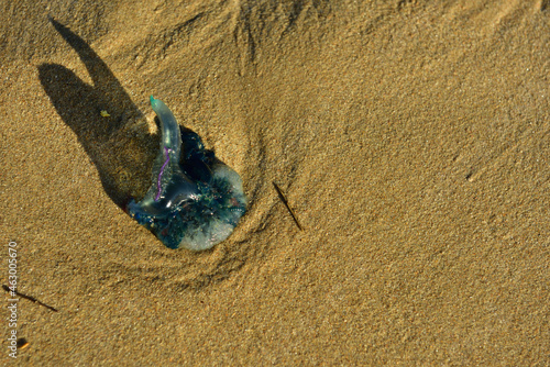 This Portuguese man o' war, also known as the man-of-war, bluebottle, or blue bottle jellyfish, is a marine hydrozoan on the beach at Keurboomstrand on the Garden Route of South Africa. photo