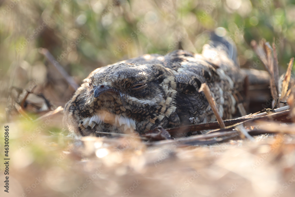 Fototapeta premium lizard on the ground