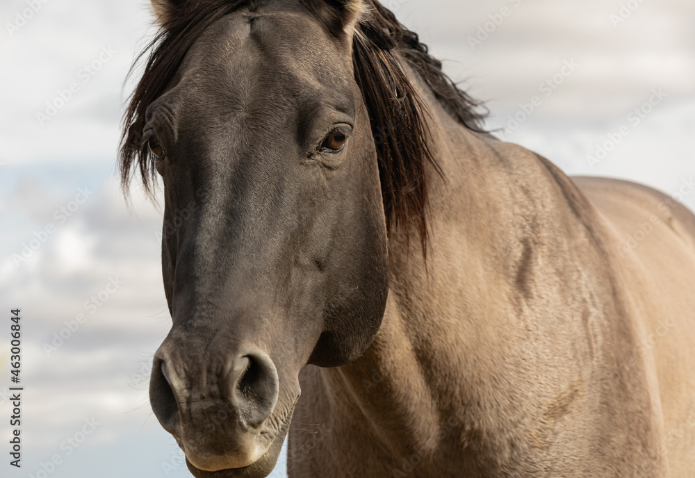 Obraz premium close up photo of free grullo horse.