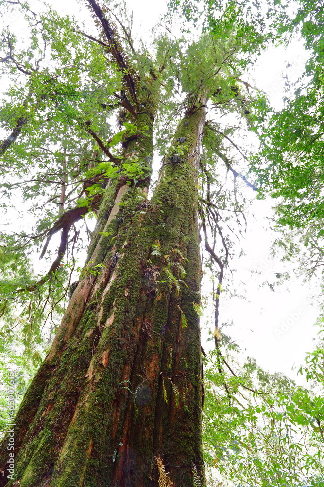 Obraz premium Lalashan Natural forest, paths in a forest of cypress trees in Taoyuan City, Fuxing District, Taiwan