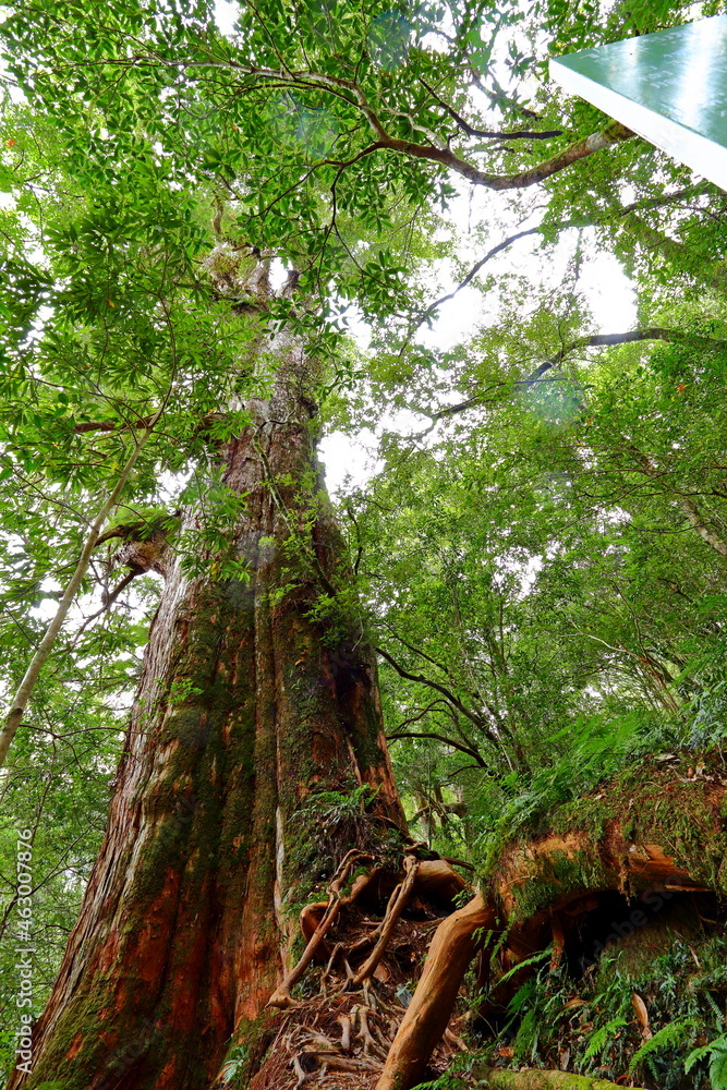 Lalashan Natural forest, paths in a forest of cypress trees in Taoyuan City, Fuxing District, Taiwan Lalashan Natural forest, paths in a forest of cypress trees in Taoyuan City, Fuxing District, Taiwan