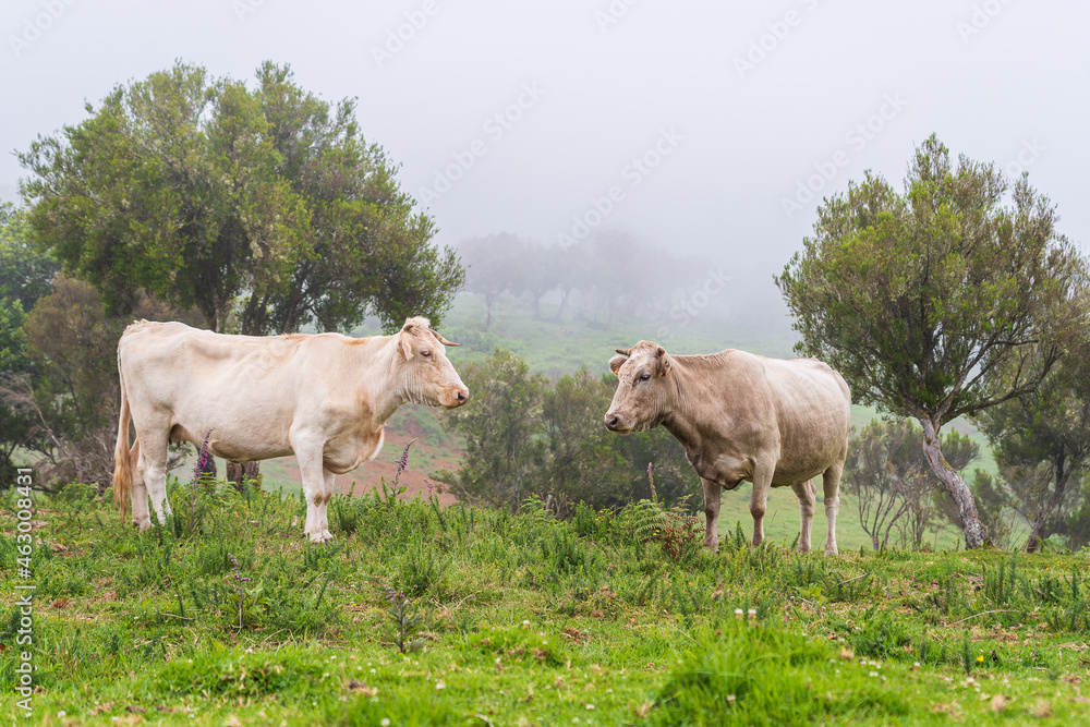 Cows on pasture on Madeira island