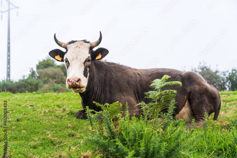 Cows on pasture on Madeira island Cows on pasture on Madeira island