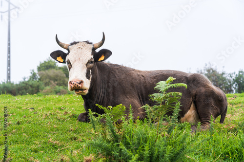 Cows on pasture on Madeira island