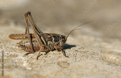 A male Grey Bush-Cricket, Platycleis albopunctata, walking across a rock on a coastal path.