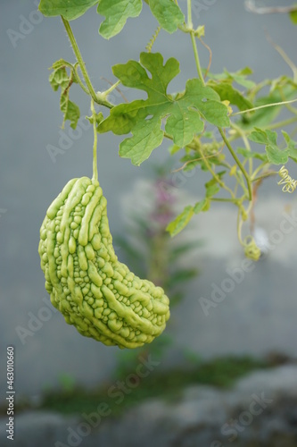 bitter melon is still fresh on the tree