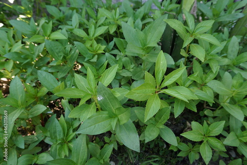 Wallpaper Mural abstract background
fresh green leafy plants planted Torontodigital.ca