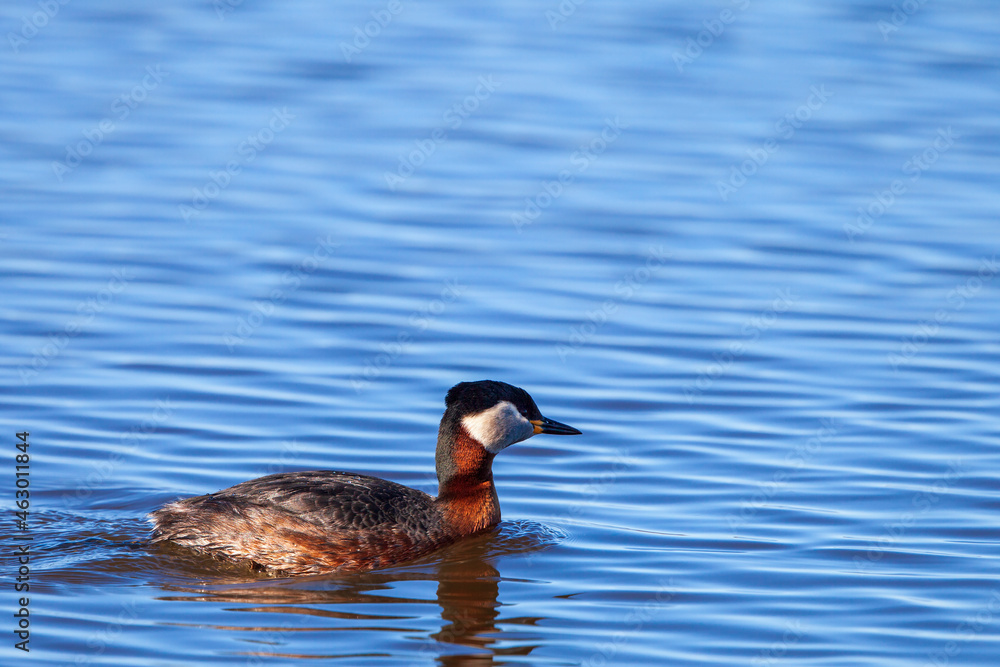 Red necked grebe swimming in the lake Red necked grebe swimming in the lake
