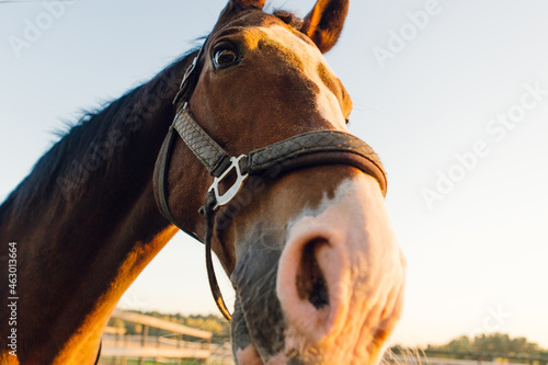 Funny curious horse at the nature. Horse looks into the frame