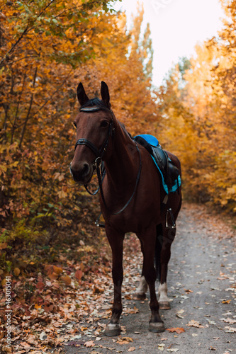  A beautiful bay horse stands against the backdrop of autumn nature