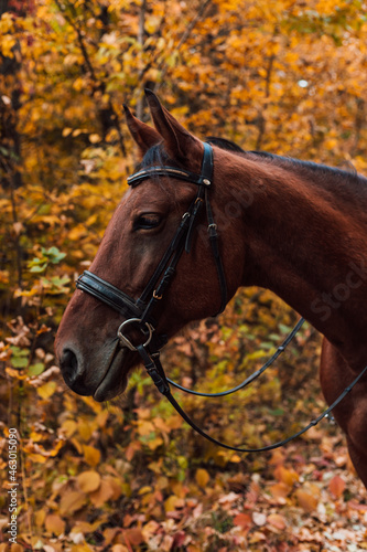 
A beautiful bay horse stands against the backdrop of autumn nature