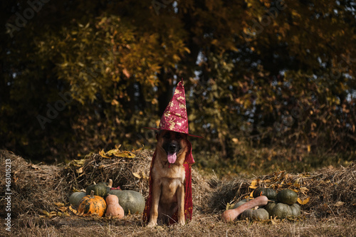 Red wizards hat and cloak, dog in fancy dress. German shepherd in witch costume for Halloween. Sitting in hay near orange and green pumpkins against autumn forest. Celebrate holiday.