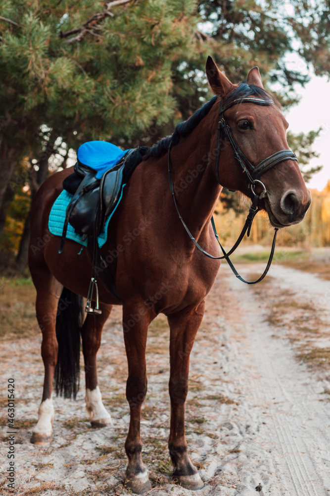 A beautiful bay horse stands against the backdrop of autumn nature
A beautiful bay horse stands against the backdrop of autumn nature