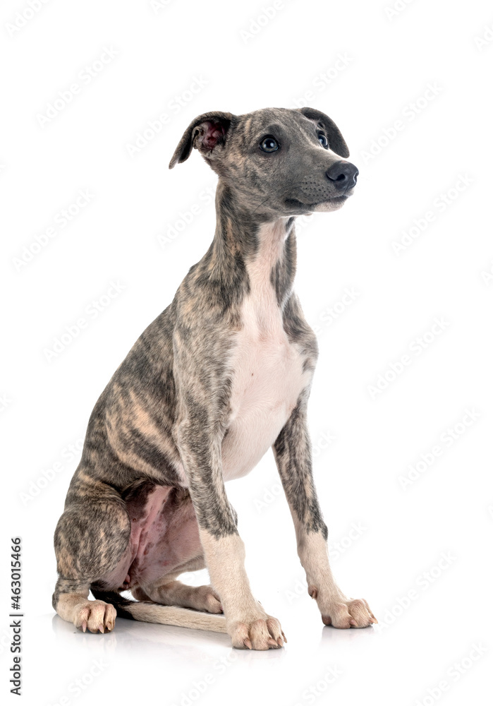 English Whippet in studio English Whippet in studio