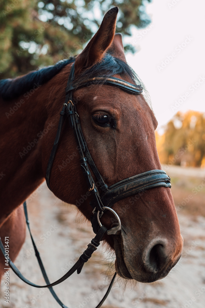 A beautiful bay horse stands against the backdrop of autumn nature
A beautiful bay horse stands against the backdrop of autumn nature
