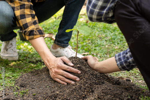 The hands of two people help each other are planting young seedlings on fertile ground, taking care of growing plants. World environment day concept, protecting nature
