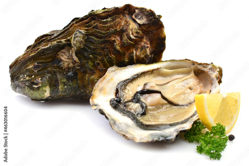 Oysters on a white background with lemon Oysters on a white background with lemon