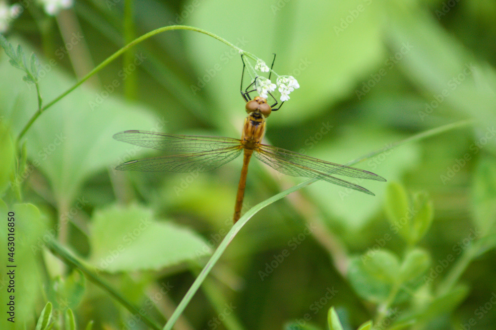 Awesome dragonfly on flower close-up view with blurred green plants on background Awesome dragonfly on flower close-up view with blurred green plants on background