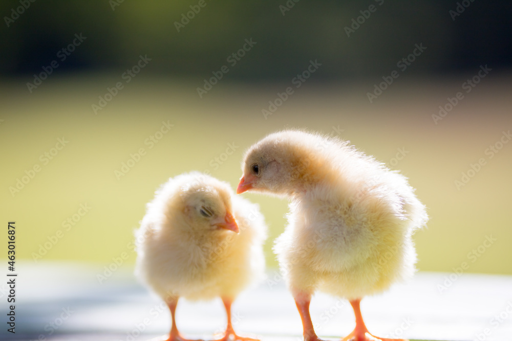Fototapeta premium 夏の公園のベンチで遊んでいる可愛いヒヨコの姿