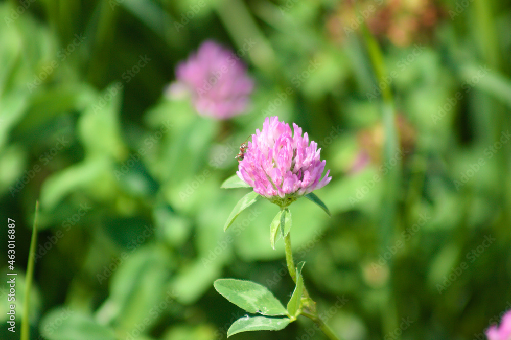 Red clover in bloom closeup view with green blurred plants on background Red clover in bloom closeup view with green blurred plants on background