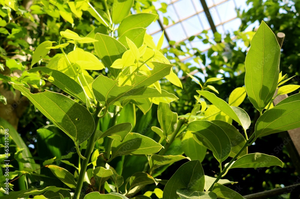 Obraz premium シナモンの木 緑の葉 