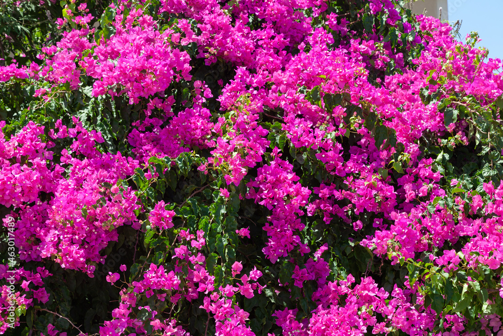 Blooming bougainvillea - tree covered with red flowers Blooming bougainvillea - tree covered with red flowers