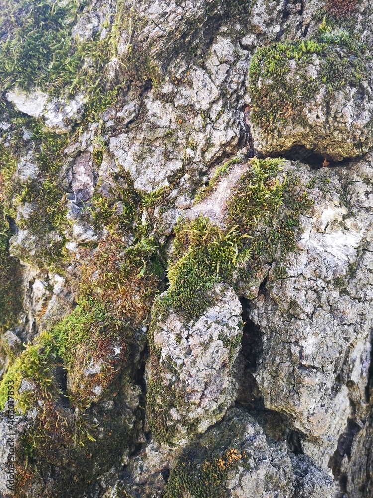 Old tree bark with moss 