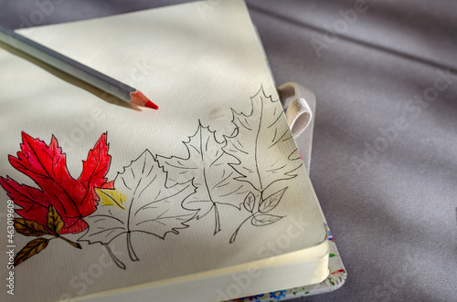 Drawing autumn leaves with watercolor pencils. Pencil outline of