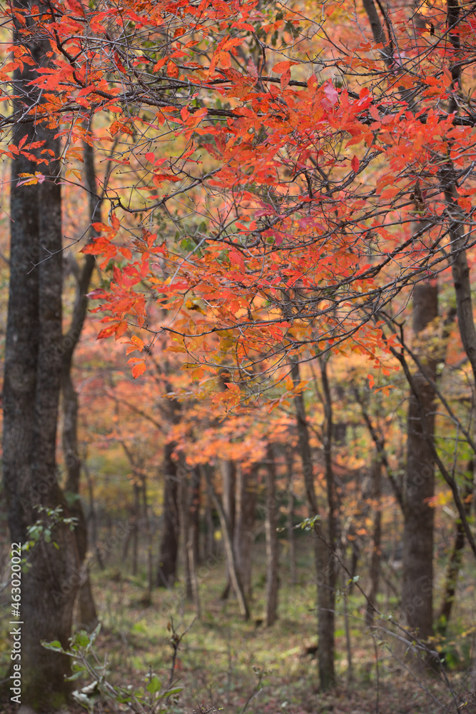 秋の紅葉の森