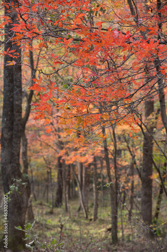 秋の紅葉の森