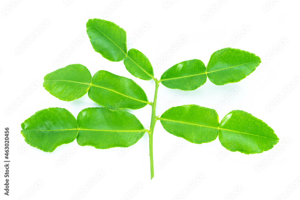 Obraz premium Kaffir lime leaves on white background. Green leaf.