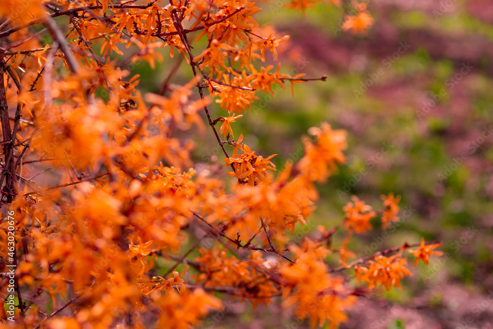 leaves leaves