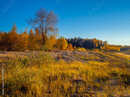 Autumn landscape yellow trees in the autumn forest under a beautiful blue cloudless sky. Beautiful golden forest during leaf fall on an autumn sunny day.
