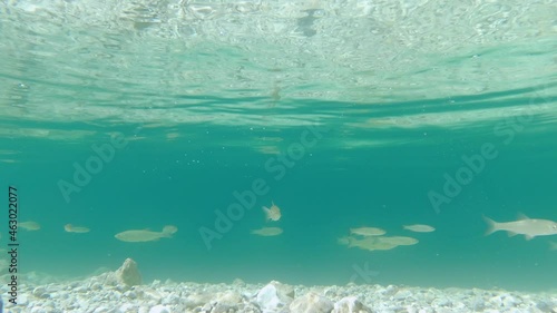 Underwater view of fish swimming in pristine lake. Clear water in glacial pond. Wild life animal. Endless view of natural habitat. School of fish in turquoise clean water. Static shot, slow motion