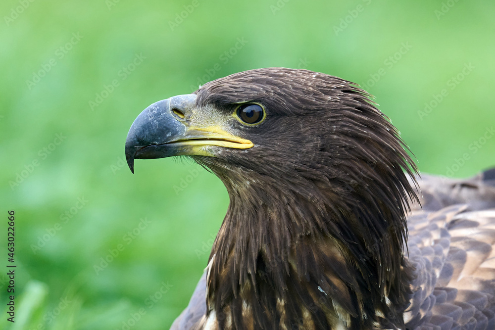 Obraz premium White-tailed eagle (Haliaeetus albicilla)