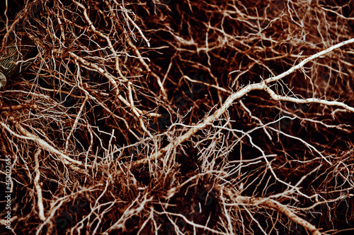 The roots of plants are similar to vessels and capillaries close-up. Textured thick roots