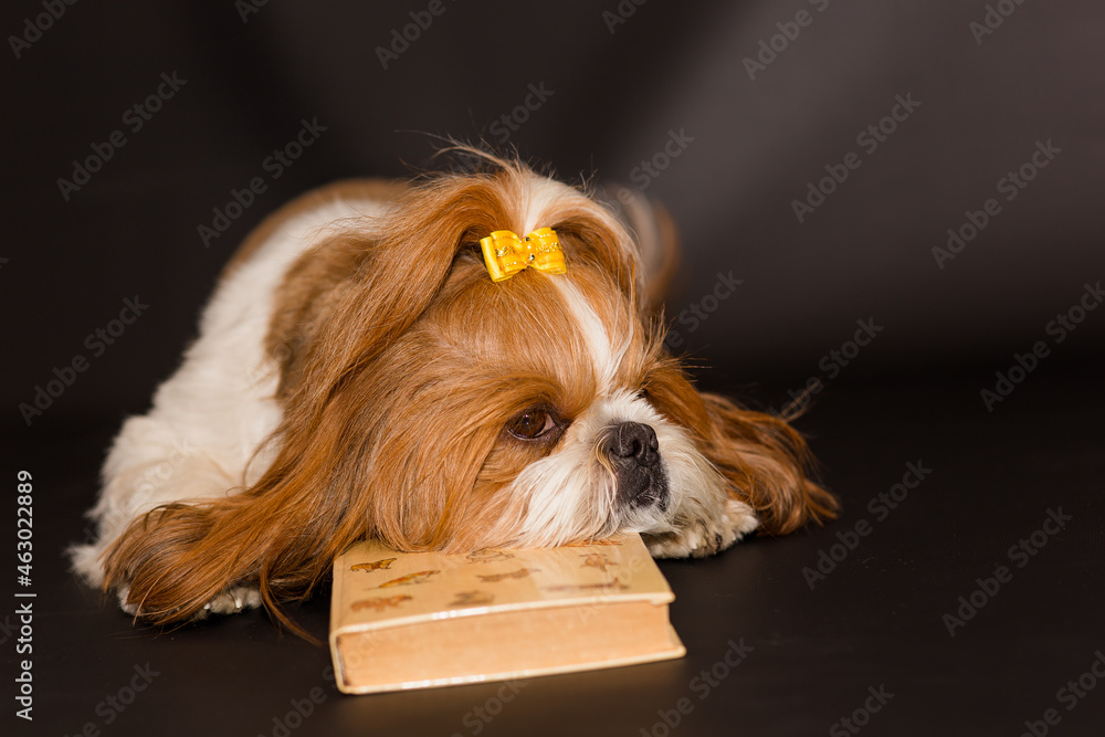 Naklejka premium Sad dog put his head on a book on a black background. Shih Tzu is resting with a book