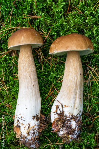 Two large boletus mushrooms lying on moss