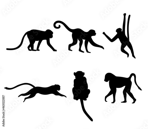 Set of different monkey silhouettes isolated on white background. Capuchin monkey and chimpanzee hanging, sitting and running photo