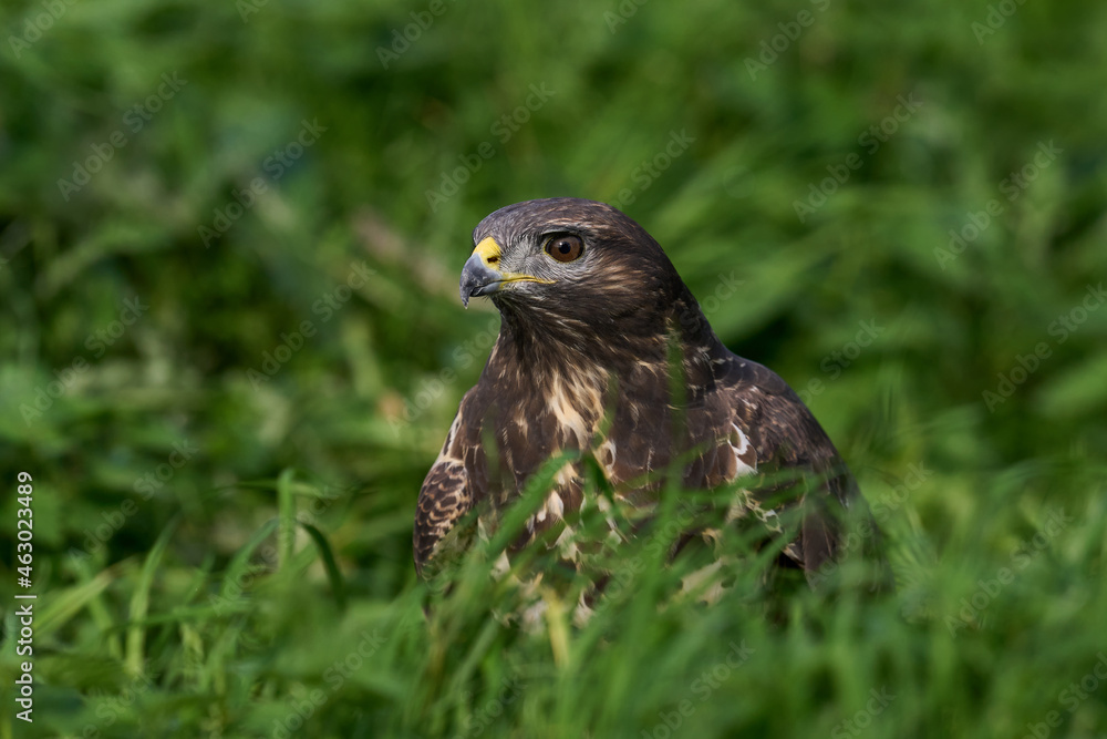Common buzzard (Buteo buteo) Common buzzard (Buteo buteo)